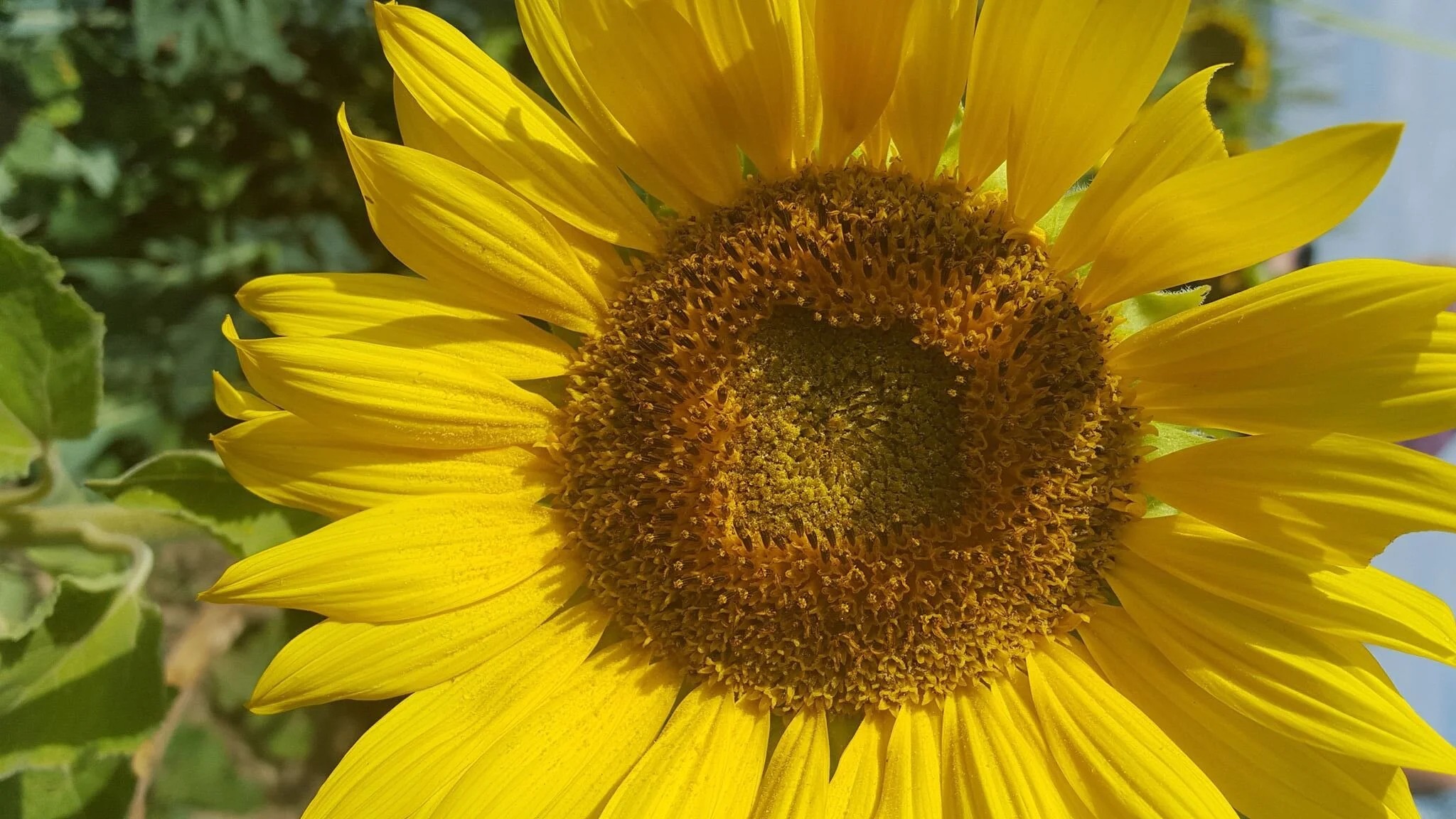 Sunflower